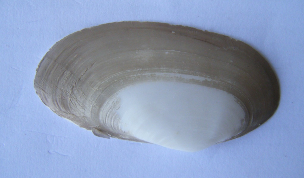 Bivalve 4 = Tapes (Ruditapes) decussatus (Linn, 1758)